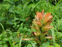 Castilleja miniata fulva