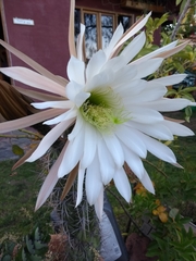Trichocereus tacaquirensis