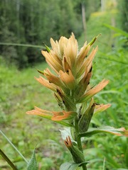 Castilleja miniata fulva