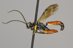 Stenobarichneumon