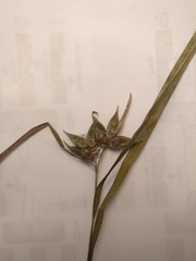 Carex intumescens