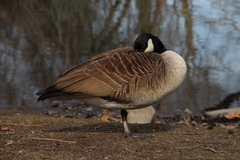 Branta canadensis