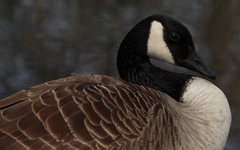 Branta canadensis