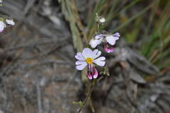 Schizanthus litoralis