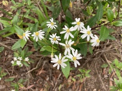 Olearia elliptica