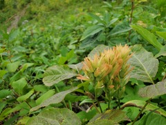 Castilleja miniata fulva