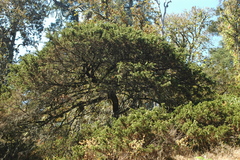 Juniperus monticola monticola