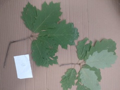Quercus rubra