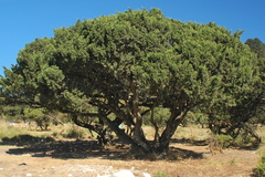 Juniperus monticola monticola