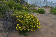 Senecio bahioides