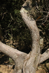 Juniperus monticola monticola