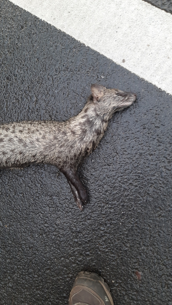 Small Indian Civet