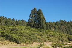 Juniperus monticola monticola