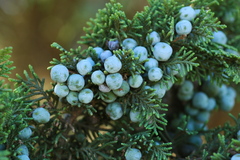 Juniperus monticola monticola