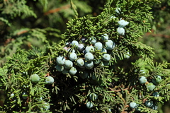 Juniperus monticola monticola