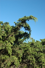 Juniperus monticola monticola
