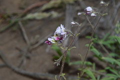 Schizanthus litoralis