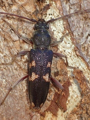 Phoracantha punctata