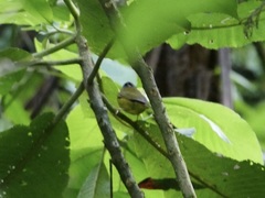 Myiothlypis coronata