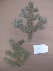 Abies balsamea