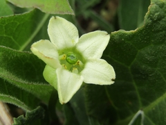 Jaborosa runcinata