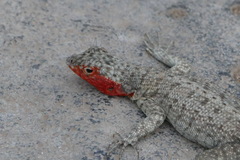 Microlophus barringtonensis