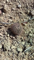 Echinomastus intertextus