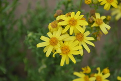 Senecio bahioides
