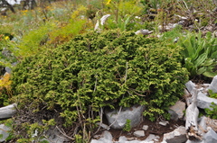 Juniperus zanonii