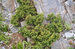 Juniperus zanonii