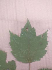 Acer rubrum