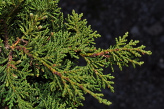 Juniperus zanonii