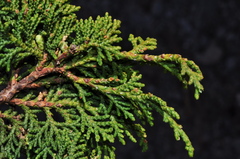 Juniperus zanonii
