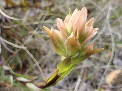 Castilleja miniata fulva