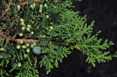 Juniperus zanonii
