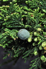 Juniperus zanonii