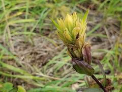 Castilleja miniata fulva