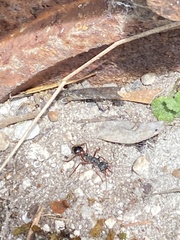 Myrmecia esuriens