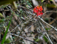 Epidendrum cochlidium