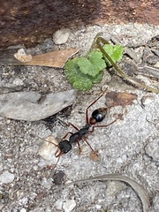 Myrmecia esuriens