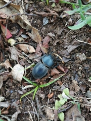 Apterodorcus bacchus