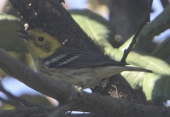Setophaga townsendi × occidentalis