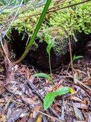 Pterostylis scabrida