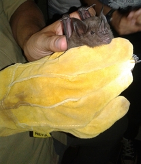 Phyllostomus hastatus