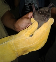 Phyllostomus hastatus