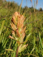 Castilleja miniata fulva