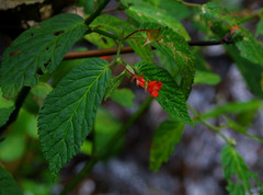 Begonia longirostris