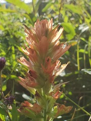 Castilleja miniata fulva