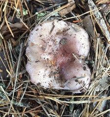 Russula sericeonitens