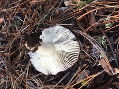 Russula sericeonitens